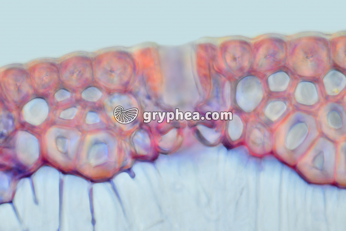 Stomate  d'aiguille de Pin CL x160 - gryphea.com